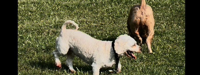 Dona and Alf: The Heartwarming Duo Taking Over Short-Form Video