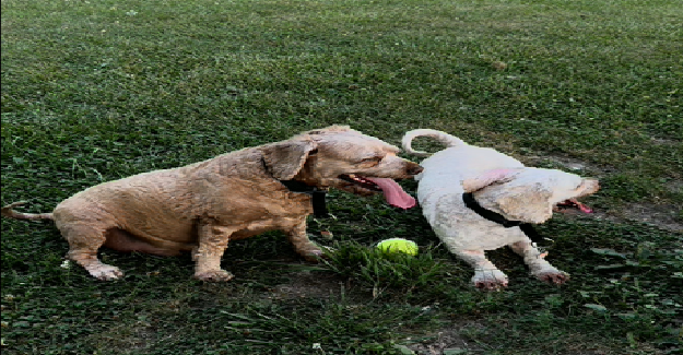 How to Safely Cool Down Your Cockapoo After High-Energy Outdoor Play
