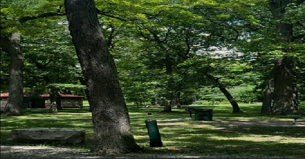The Healing Power of Green Spaces: Why Spending Time Outdoors Belongs in Your Daily Routine