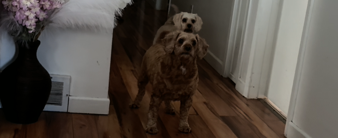 Heartwarming Moments with Dona and Alf at Home: The Ultimate Guide to Canine Companionship and Playtime Happiness
