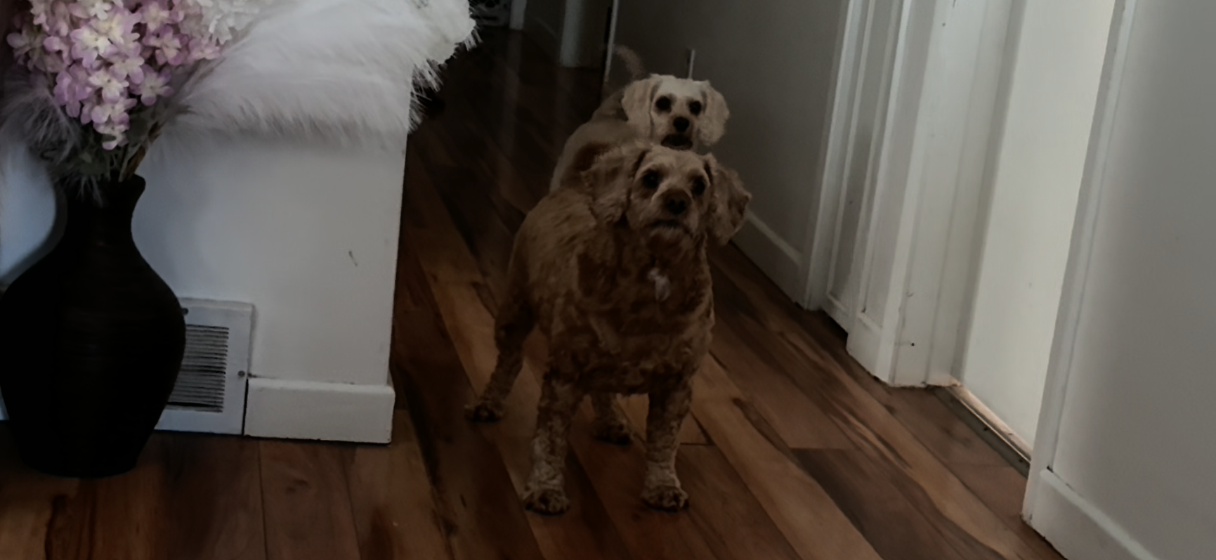 Heartwarming Moments with Dona and Alf at Home: The Ultimate Guide to Canine Companionship and Playtime Happiness