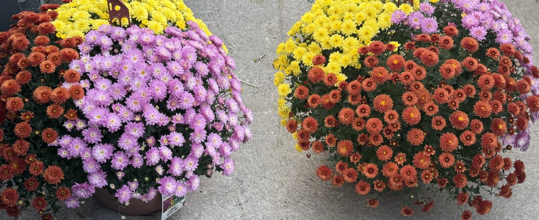 The Ultimate Guide to Autumn Chrysanthemums: History, Meaning, and Care Tips