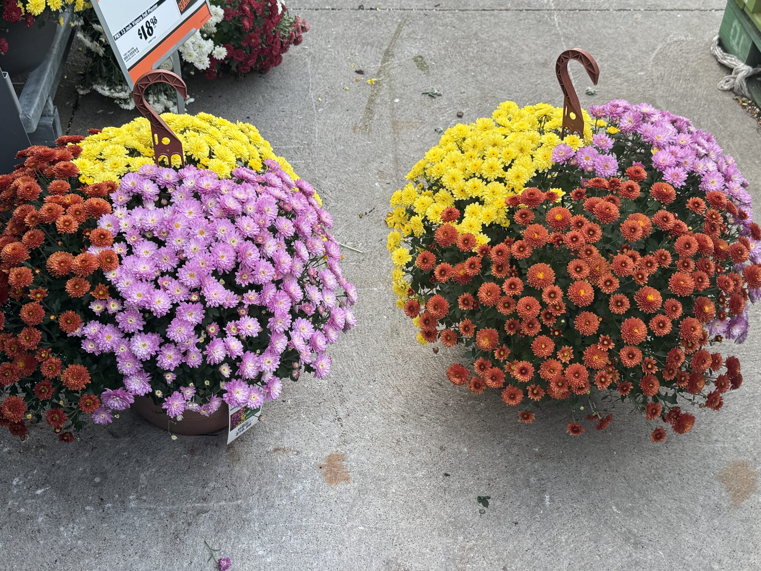 The Ultimate Guide to Autumn Chrysanthemums: History, Meaning, and Care Tips