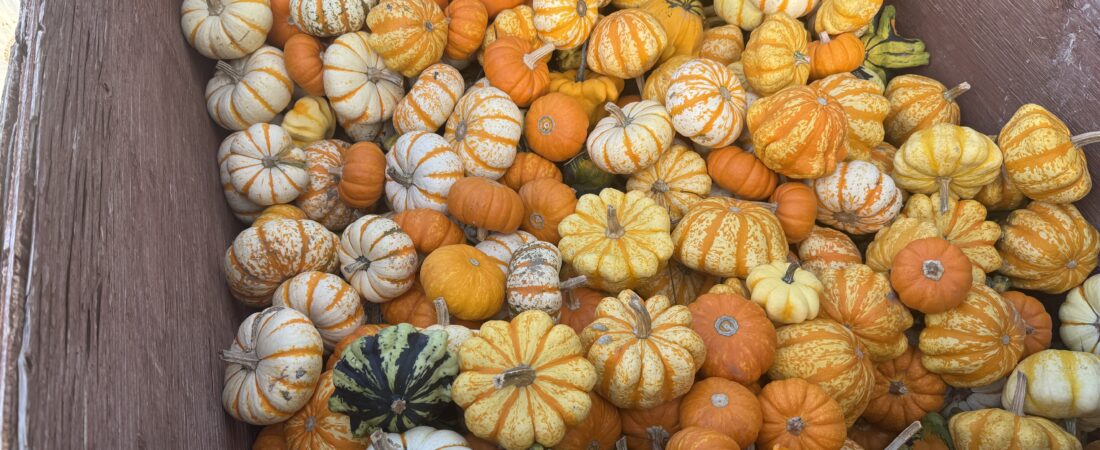 The Ultimate Guide to Ornamental Pumpkins & Gourds: History, Cultivation, and Seasonal Decor