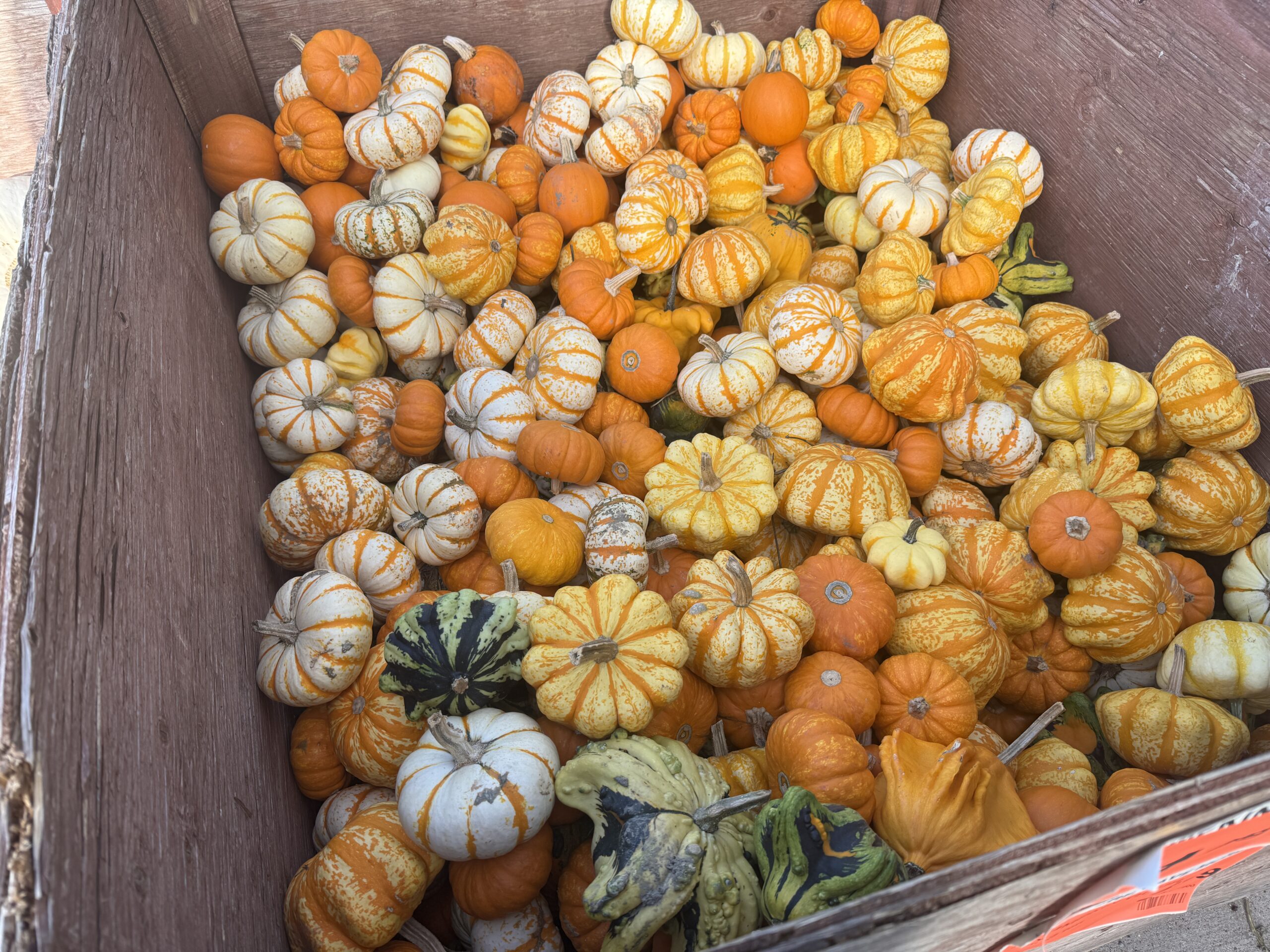 The Ultimate Guide to Ornamental Pumpkins & Gourds: History, Cultivation, and Seasonal Decor
