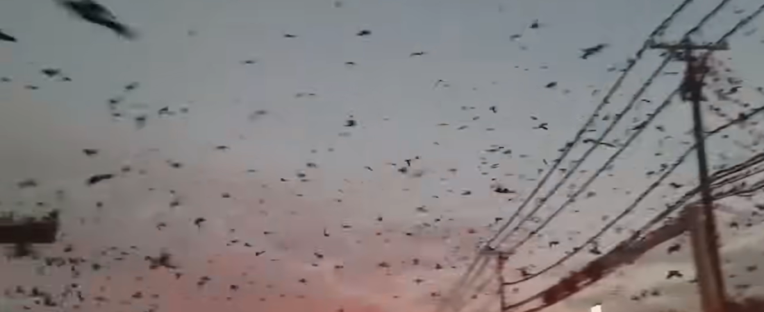 10 Mind-Blowing Natural Phenomena and Rare Encounters Captured on Camera