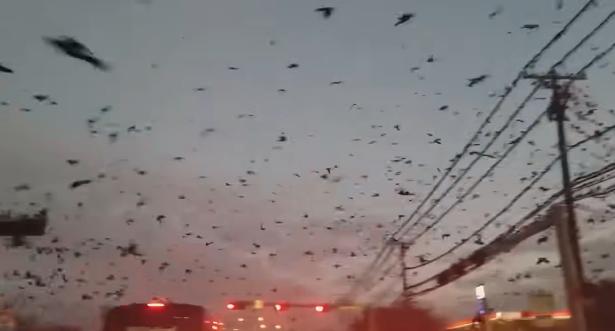 10 Mind-Blowing Natural Phenomena and Rare Encounters Captured on Camera