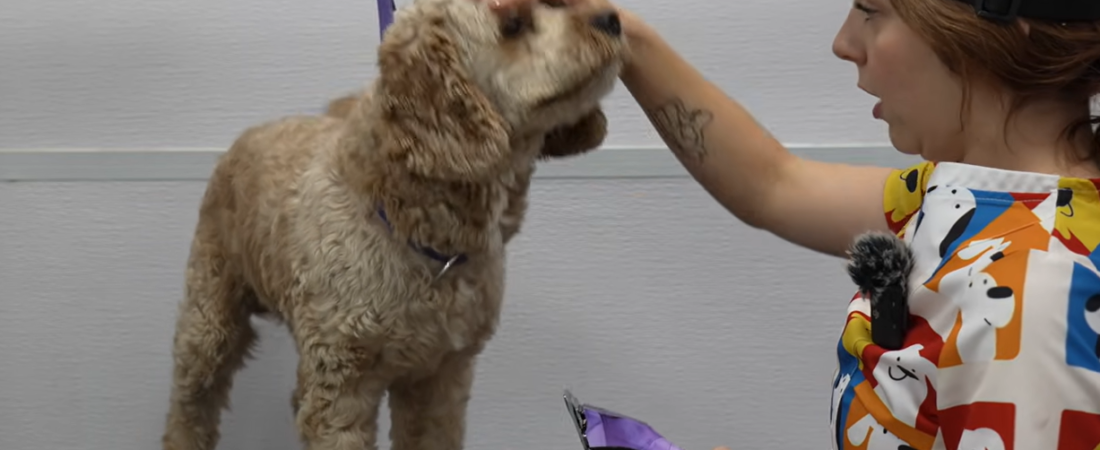 Unleashing the Truth: How Patience and Technique Restored Hope for a “Fired” Cockapoo