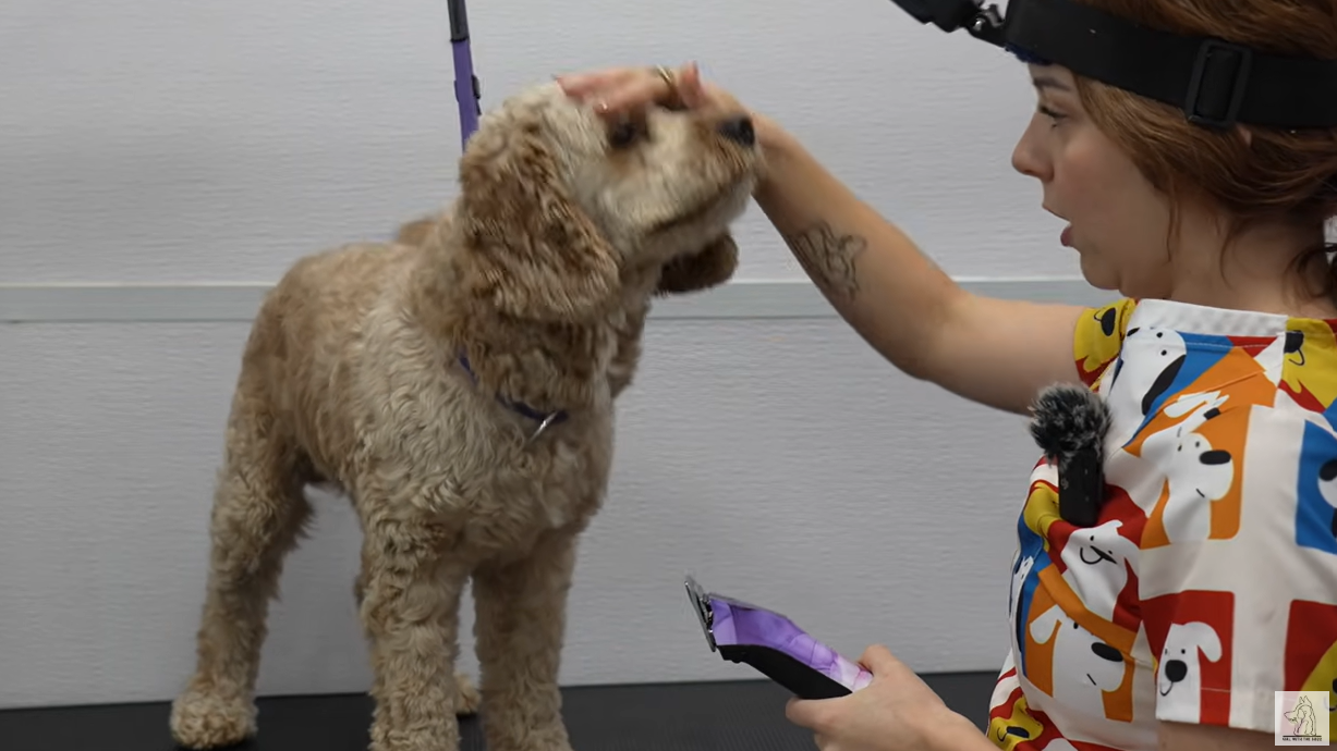Unleashing the Truth: How Patience and Technique Restored Hope for a “Fired” Cockapoo